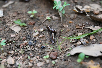 Greenhouse millipedes mating. Its common names are Oxidus gracilis, hothouse millipede, shortflange millipede and garden millipede.This is a species of millipede in the family of Paradoxosomatidae.