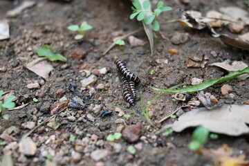 Greenhouse millipedes mating. Its common names are Oxidus gracilis, hothouse millipede, shortflange millipede and garden millipede.This is a species of millipede in the family of Paradoxosomatidae.