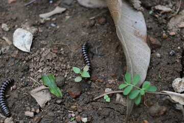 Greenhouse millipedes mating. Its common names are Oxidus gracilis, hothouse millipede, shortflange millipede and garden millipede.This is a species of millipede in the family of Paradoxosomatidae.