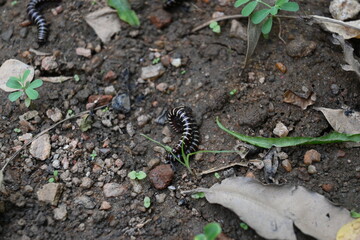 Greenhouse millipedes mating. Its common names are Oxidus gracilis, hothouse millipede, shortflange millipede and garden millipede.This is a species of millipede in the family of Paradoxosomatidae.