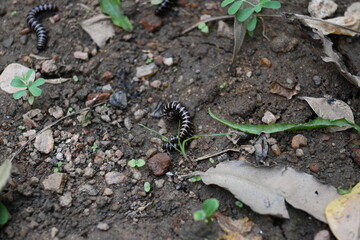 Greenhouse millipedes mating. Its common names are Oxidus gracilis, hothouse millipede, shortflange...