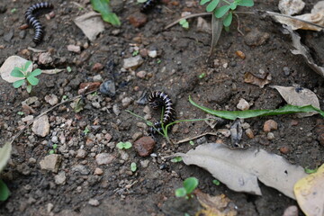 Greenhouse millipedes mating. Its common names are Oxidus gracilis, hothouse millipede, shortflange...