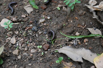 Greenhouse millipedes mating. Its common names are Oxidus gracilis, hothouse millipede, shortflange...