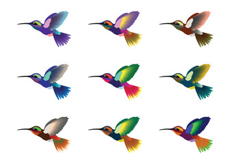 Hummingbird set in flight pose, multicolored, isolated background, vector illustration.