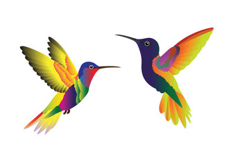 Two beautiful hummingbirds. Cute. Multicolored. Modern. Isolated background. Vector illustration.