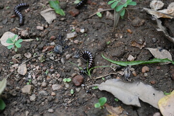 Greenhouse millipedes mating. Its common names are Oxidus gracilis, hothouse millipede, shortflange...