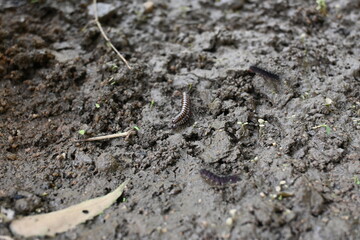Greenhouse millipedes mating. Its common names are Oxidus gracilis, hothouse millipede, shortflange...