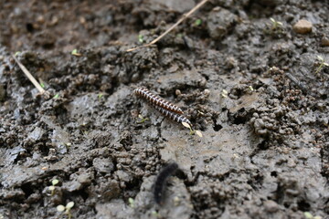 Greenhouse millipedes mating. Its common names are Oxidus gracilis, hothouse millipede, shortflange millipede and garden millipede.This is a species of millipede in the family of Paradoxosomatidae.