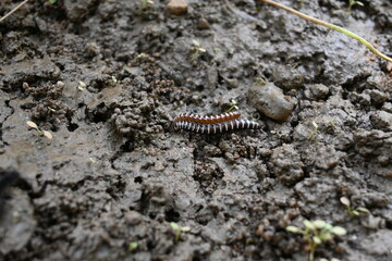 Greenhouse millipedes mating. Its common names are Oxidus gracilis, hothouse millipede, shortflange...