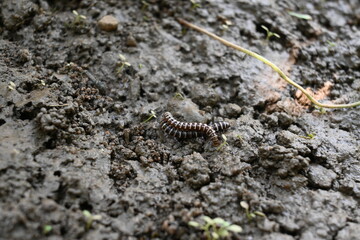 Greenhouse millipedes mating. Its common names are Oxidus gracilis, hothouse millipede, shortflange...
