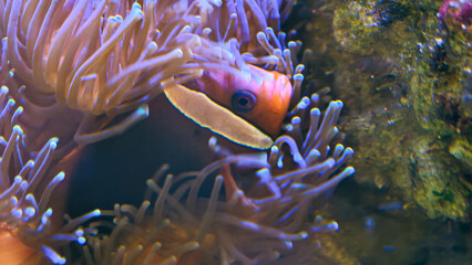 Captivating clownfish hiding amidst the flowing anemone tentacles underwater beauty