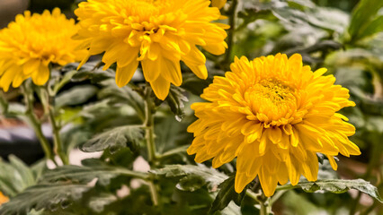 Captivating Yellow Chrysanthemums Blooming in Full Glory on a Sunny Day