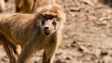 Close-up portrait of a baboon in its natural habitat on a sunny day