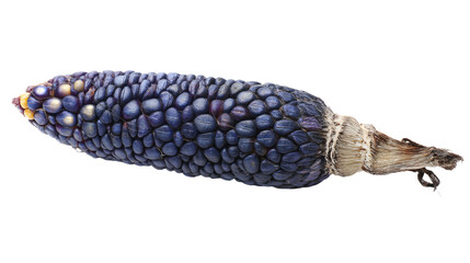 Obraz premium a corn cob with a stalk of corn on it