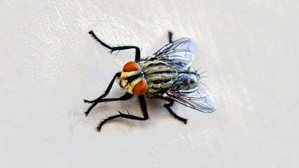 Macro photograph of a housefly featuring its wings and complex eyes, detailing its anatomy
