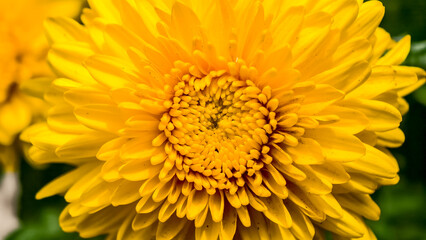 Radiant Yellow Chrysanthemum Blossom: A Vibrant Floral Masterpiece in Close-Up
