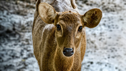 Portrait of a young brown deer with attentive gaze in natural environment