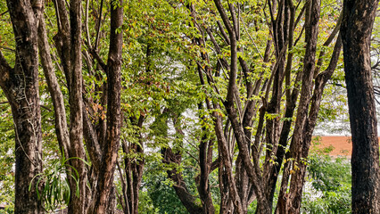 Serene forest scene featuring dense trees with vibrant green leaves in daylight