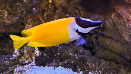 Strikingly Beautiful Foxface Rabbitfish with Vivid Colors Amidst Rocky Reef