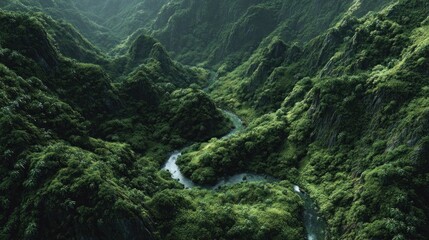 Lush green forest valley landscape with winding stream aerial view