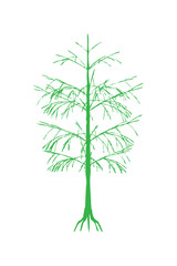 A simple, green illustration of a tree with branches and roots, isolated on white.