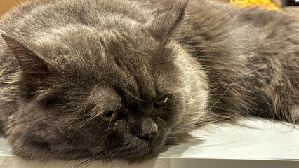 Close-Up Portrait of a Gray Cat with Selective Focus – Expressive Feline Face