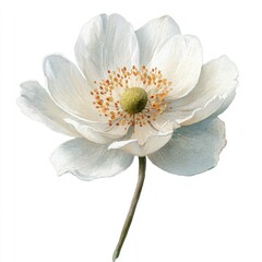 Obraz premium Delicate white flower with subtle color variations in its petals and center