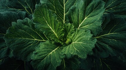 Captivating close-up of vibrant green cabbage leaves, showcasing texture and details