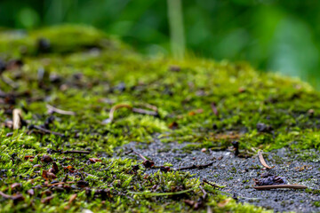 empty forest natural background with highlights. space for text and subject. colorful flower photo....