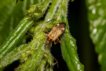 bug on a branch on a black background. isolated. colorful macro photo of an insect. close-up....