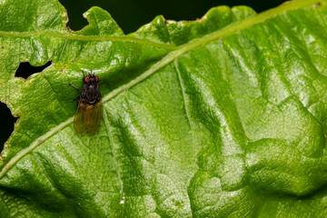 a small fly is sitting on a green leaf on a dark background. isolated. colorful macro photo of an insect. close-up. natural lighting.