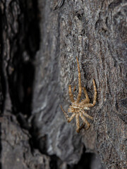 spider on the tree bark. crab-like spider.. colorful macro photo of an insect. close-up. natural lighting. empty