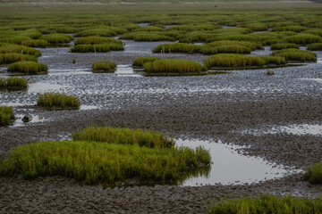 Low Tide at Gaomei Wetlands, Taichung – Grassy Mounds on Quiet Tidal Flats