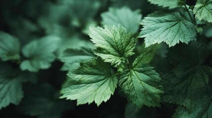Lush green foliage displaying intricate textures and subtle color variations