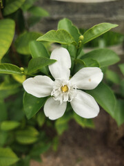 White flower green leaf nature garden closeup fresh blooming outdoor spring peaceful