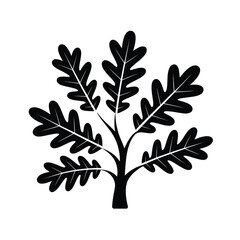 Silhouette of a Young Oak Tree with Distinctive Leaves on White