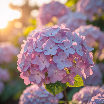 macro close view of blooming purple hydrangea flowers field sunset golden hour spring natural vibrant light botanical floral wallpaper background