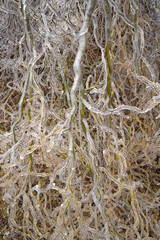 Early spring ice storm, thick ice coating curly branches forming interesting patterns and colors weather environment damage broken branches green orange