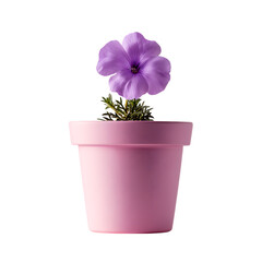 Single purple flower in a pink pot. Minimalist floral still life.