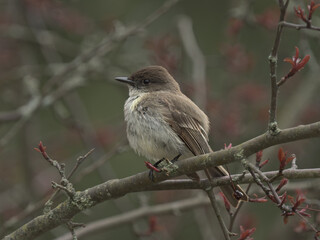 Eastern Phoebe songbird fluffed up perched on branch in a flowering crab apple tree early spring...