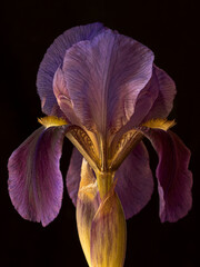 Purple bearded iris macro photograph on a black background diffused natural window light