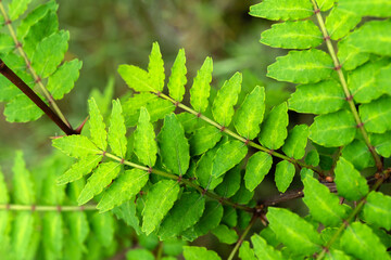 木の芽（鉢植え）