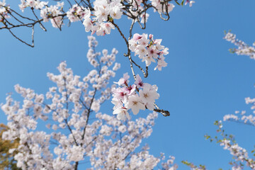 pink cherry blossom in Japan