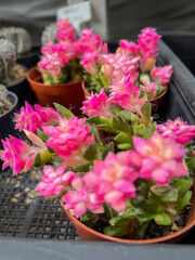 Beautiful green cactus plant in flowerpot, Houseplant Concept