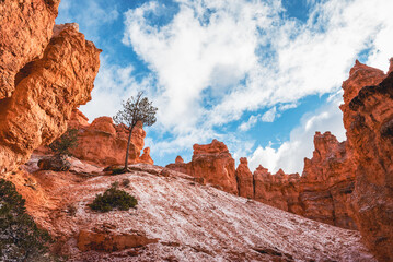 Bryce Canyon Amphitheater from the Rim Trail between Sunrise Point and Sunset Point, Bryce Canyon...