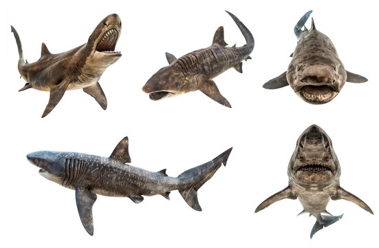 Collection of Basking shark full body isolate on transparent background