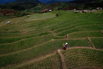 landscape of Rice terrace at Ban pa bong piang in Chiang mai Thailand