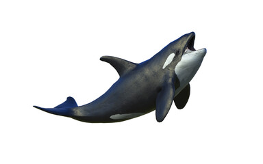 3d Illustration of A graceful killer whale glides through ocean depths with power, elegance, and wild freedom.