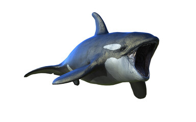 3d Illustration of A graceful killer whale glides through ocean depths with power, elegance, and wild freedom.