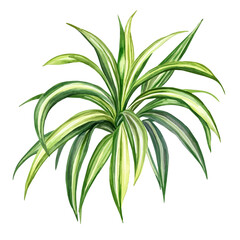 A Spider Plant, watercolor clipart vector, isolated on a white background.